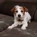犬の静電気を防ぐ５…