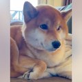 お母さんと散歩に行…