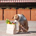 犬も食べられる夏の…