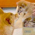 子犬と先輩犬が初対…