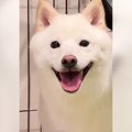 犬が急に暴れ出した……