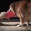 3本足の小型犬「ワト…