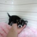 犬のてんかんって？…