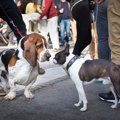 犬友がいると何かと…