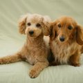 長生きする犬種と平…