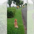 これぞ究極の柴距離…