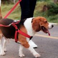 犬が散歩中にキョロ…