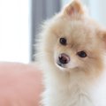 動物病院嫌いの犬が…