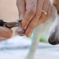 犬の爪は長すぎても…