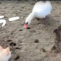 湖で白鳥を発見！挨…