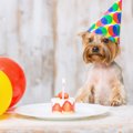 犬と一緒に記念日を…