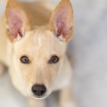 犬はどうやって飼い…