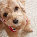 犬が毎日考えている…
