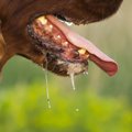 犬のよだれが多くな…