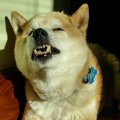 犬の『逆くしゃみ』…