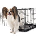犬にケージやサーク…