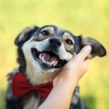 犬は『目』で心理が…