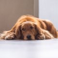 犬が『全く満足して…