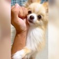 犬が『犯人逮捕の練…