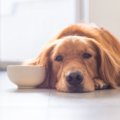 犬が『初めて食べた…