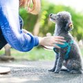 「仔犬のしつけを始…