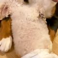 ふと、犬2匹の様子を…