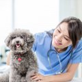 犬に関わる仕事の給…