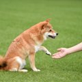 犬の『利き手』を調…