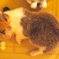 コーギーさんの成長…