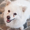 犬の涙やけへの『絶…