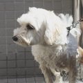 犬の散歩後、足を洗…