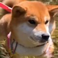 初めて川に遊びにき…