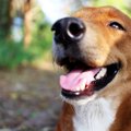 犬が飼い主を喜ばせ…