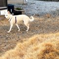 犬が『庭の同じ場所…