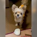 犬が持って来たカッ…