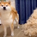 柴犬をブラッシング…