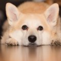 犬の気持ちを理解で…