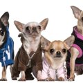 子犬の頃から洋服に…