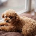 犬が短命になる飼い…