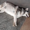 愛犬の肥満度チェッ…