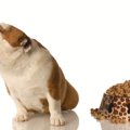 愛犬が小食なのはな…