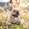 『ブサカワな犬種』5…