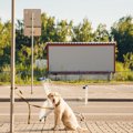 愛犬を『誘拐』から…