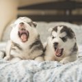 犬が『眠れない時』…