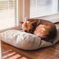 犬が飼い主を避けた…