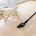 犬が『恐怖』を感じ…