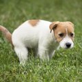 犬がウンチ前になる…