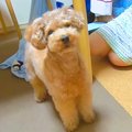 犬にバレないように…