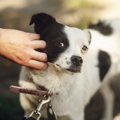どうして？犬を『撫…