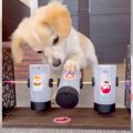 犬のために『自販機…